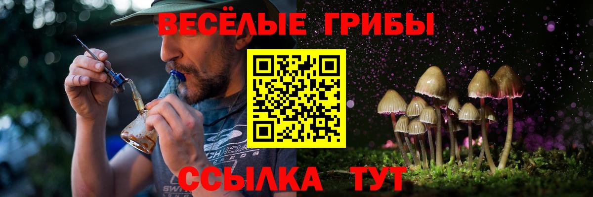 Псилоцибиновые грибы Psilocybine cubensis Камень-на-Оби